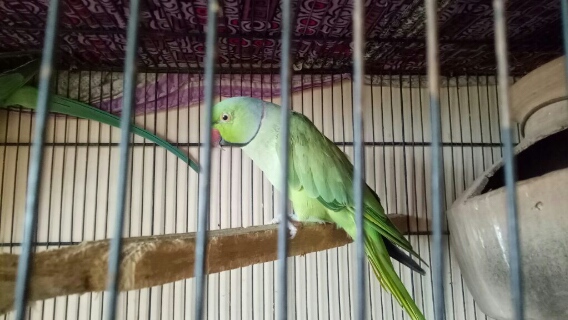 Pakistani parrot