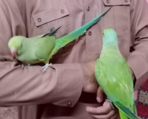 Kata parrorts Breader parrots