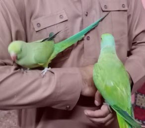Kata parrorts Breader parrots