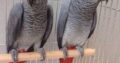 For sale, 2 African grey parrots