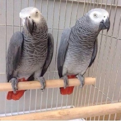 For sale, 2 African grey parrots