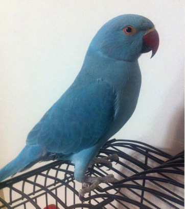 Ringneck Parrot