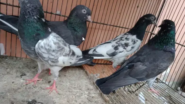 Breeder pigeon
