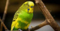 Budgie for Sale