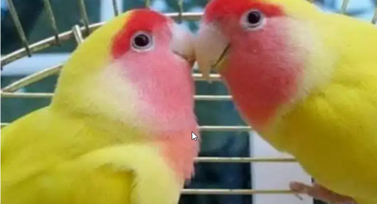Common lutino love bird breeder pair urgent sale