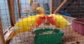 Common lutino love bird breeder pair urgent sale