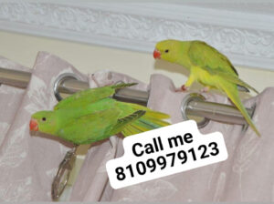 Parrot shop 8109979123