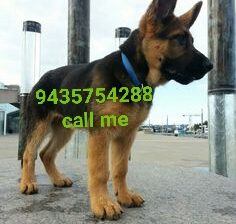 Dog shop home delivery contact number 9435754288