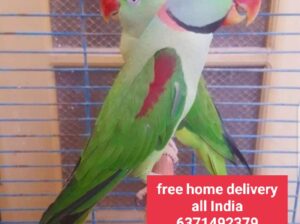 Free home delivery all India 6371492379