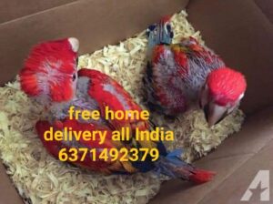 Free home delivery all India 6371492379