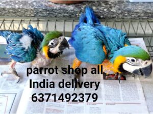 Parrot shop all India delivery 🚚 6371492379