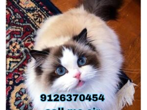 Cats shop home delivey9126370454