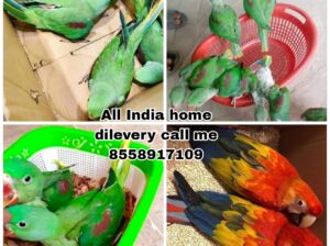 ALL India home delivery available 8558917109 🚚🚚
