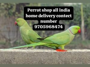 Free home delivery all India9705968474