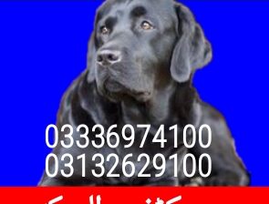Army dog center karak 03336974100