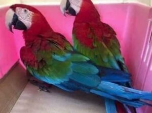 Parrot shop home delivery contact 7666992706