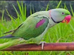 Parrot shop all india home delivery 6294838426