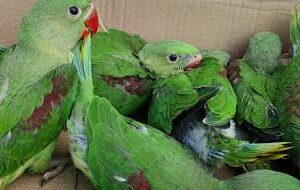6002658783 all India delivery dog parrot