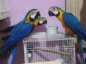 Parrot shop home delivery contact number9616278430