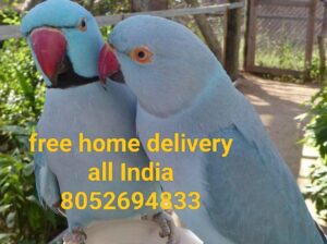 Parrot shop home delivery 8052694833