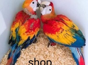 9259137433all India dog parrot shop home delivery