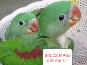 Parrot shop home delivery all India 8602304996