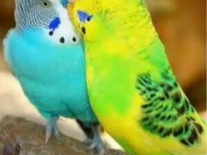 9259137433all India dog parrot shop home delivery