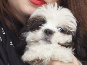 Shih tzu pups 3 pups 2 male and 1 female available